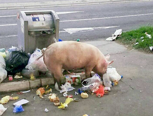 ФОТО: Свиња чисти на Коњарнику